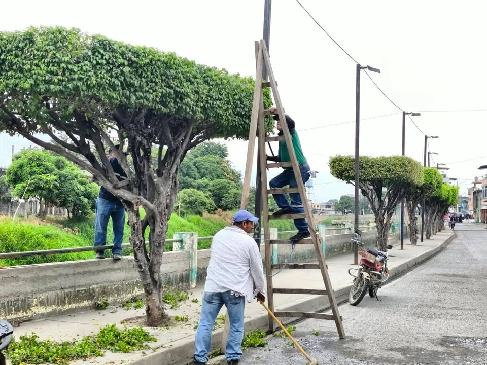 GAD Salitre inicia poda de árboles en el malecón y centro cantonal para preservar ornato